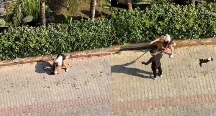 Adana'da pitbull dehşeti! Kediyi parçalayan köpeğin sahibi ‘polisi aramayın’ dedi