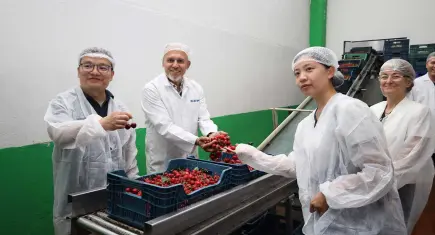 Kiraz ihracatında 2025 kayıpları telafi edildi