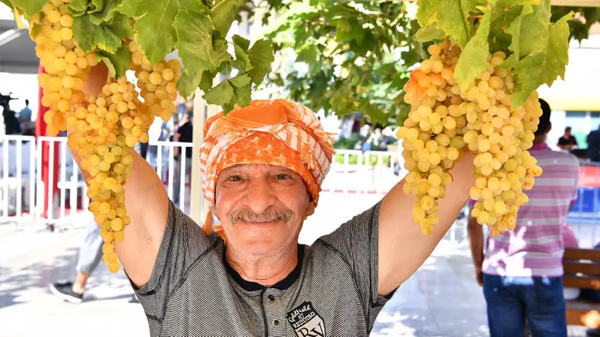 Urla’da 2 bin 600 yıllık bağbozumu geleneği yeniden canlanıyor