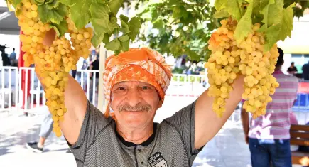 Urla’da 2 bin 600 yıllık bağbozumu geleneği yeniden canlanıyor