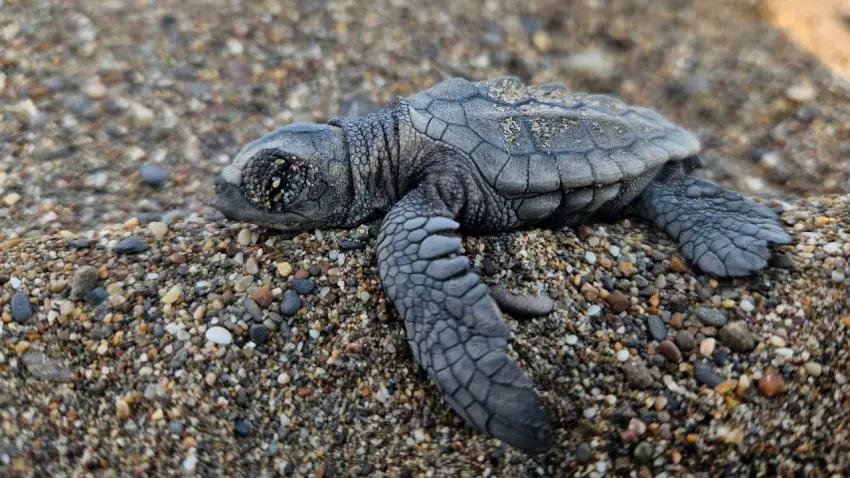 caretta