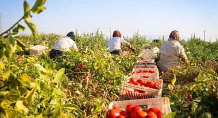 Büyükşehir’den çiftçiye don desteği: 2,5 milyon metrekarelik alan korunacak