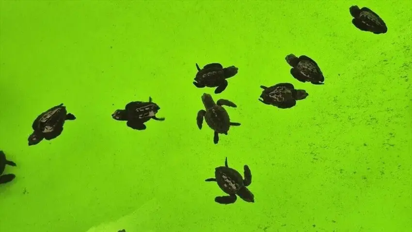 İztuzu’nda caretta caretta nöbeti sürüyor: 485 yuva, 25 bin yavru denize ulaşacak haberinin görseli