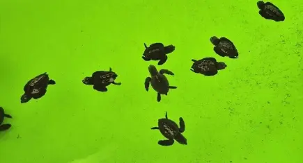 İztuzu’nda caretta caretta nöbeti sürüyor: 485 yuva, 25 bin yavru denize ulaşacak