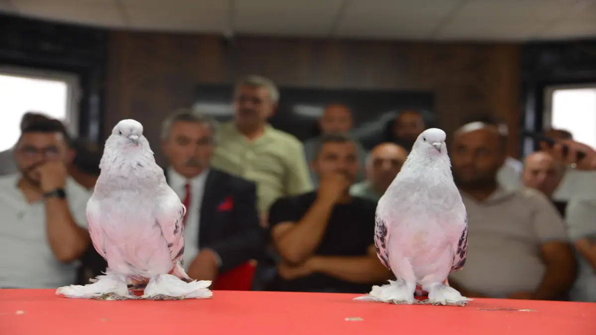 5 milyon liralık Şebap Güvercinleri Erzurum’da podyuma çıktı görseli