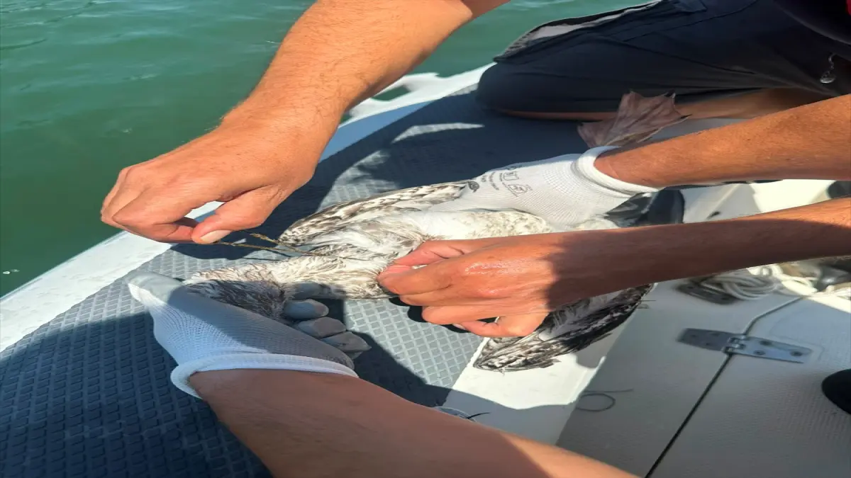 İzmir'de misinaya dolanan martı kurtarıldı görseli