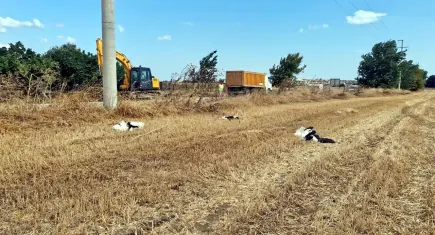 Tekirdağ’da 30 leylek akıma kapılarak öldü
