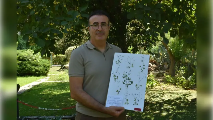 Latmos'ta yeni bitki türü keşfedildi: Nesli tehlike altında haberinin görseli