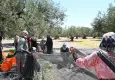 Türkiye’de sezonun ilk zeytin hasadı İzmir’de gerçekleştirildi