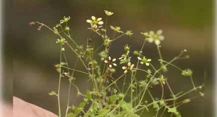 Latmos’un kayalıklarında yeni bir tür keşfedildi: Latmos Taşkıranı