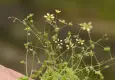 Latmos’un kayalıklarında yeni bir tür keşfedildi: Latmos Taşkıranı
