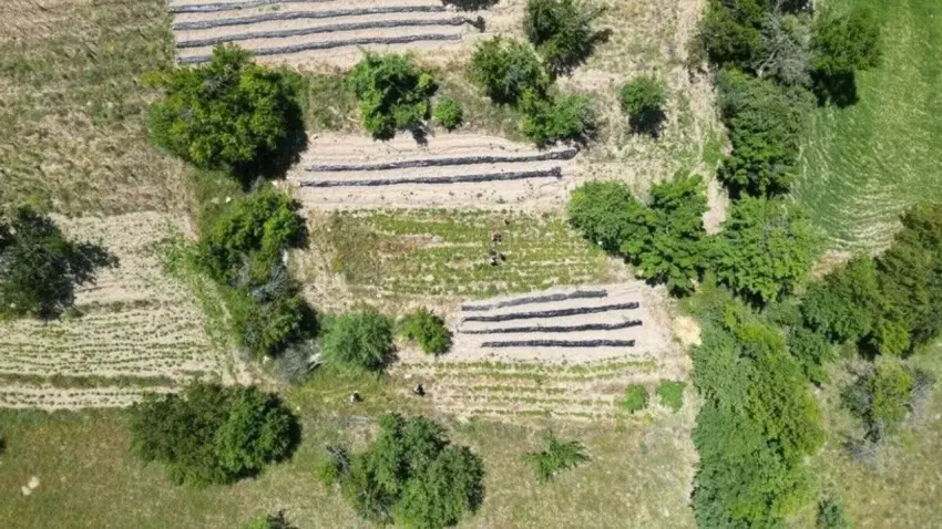 Orman köylülerine 3,3 milyar liralık destek verilecek haberinin görseli