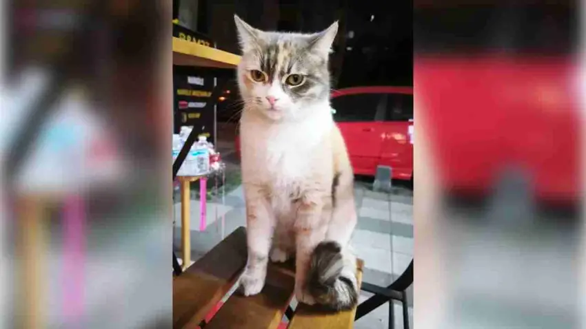 Bambi’nin ölümüne neden olan köpek saldırısı kamerada haberinin görseli