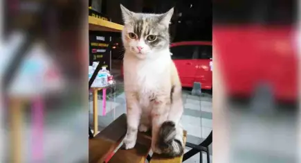 Bambi’nin ölümüne neden olan köpek saldırısı kamerada