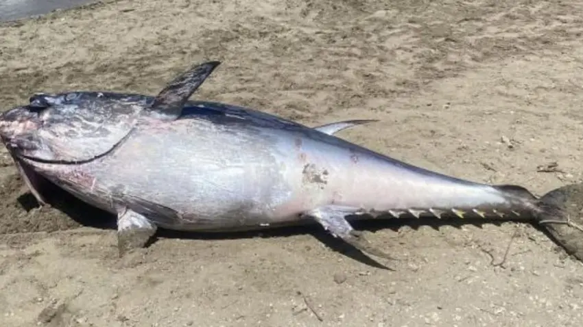Çeşme kıyılarında endişelendiren görüntü: Orkinoslar yeniden ölüyor haberinin görseli