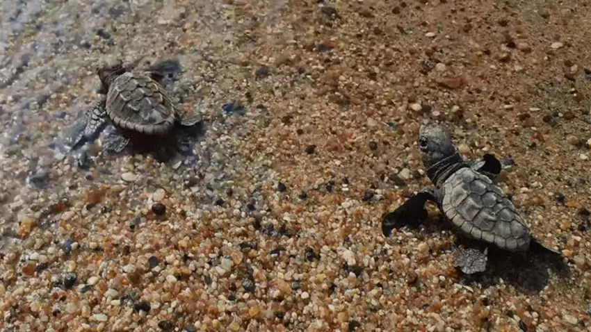 Kuşadası’nda caretta caretta yavruları denizle buluştu haberinin görseli