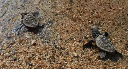 Kuşadası’nda caretta caretta yavruları denizle buluştu