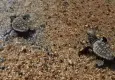 Kuşadası’nda caretta caretta yavruları denizle buluştu