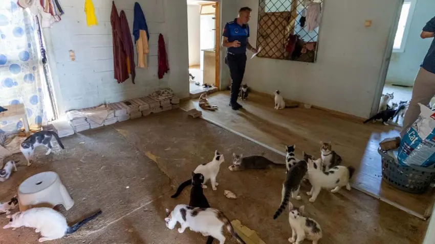 Mersin’de ‘çöp ev’ ihbarından yaklaşık 100 kedi çıktı haberinin görseli