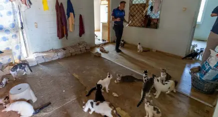 Mersin’de ‘çöp ev’ ihbarından yaklaşık 100 kedi çıktı