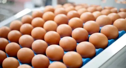 Birleşik Krallık’ta ithal yumurtalarda salmonella alarmı:1 kişi hayatını kaybetti, yüzlerce kişi hastanede!