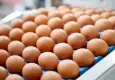 Birleşik Krallık’ta ithal yumurtalarda salmonella alarmı:1 kişi hayatını kaybetti, yüzlerce kişi hastanede!