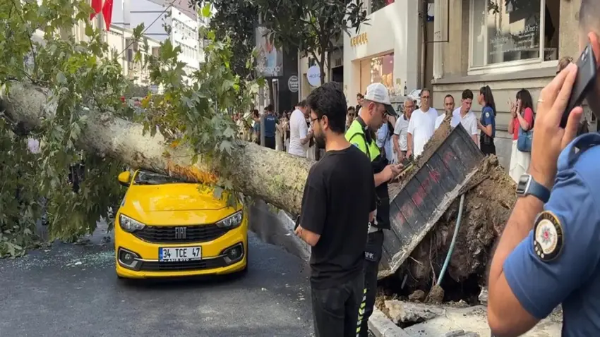 Şişli'de araçların üzerine ağaç devrildi, yol trafiğe kapandı haberinin görseli