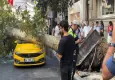 Şişli'de araçların üzerine ağaç devrildi, yol trafiğe kapandı