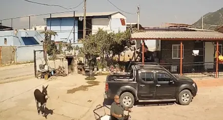 Üzüm sergisini korumak isteyen muhtar eşeğin saldırısına uğradı