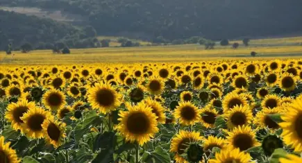 Ayçiçeği tohumu ithalatında gümrük vergisi yüzde 12’ye çekildi