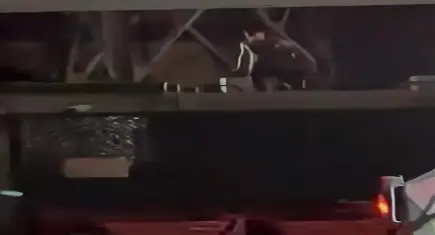 Hastane bahçesinde dehşet: Polise sopayla saldıran yabancı uyruklu şahıs yakalandı
