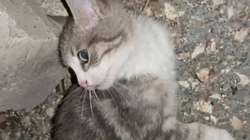 9 yavru kedi öldürüldü: Cezasızlık cesaret veriyor haberinin görseli