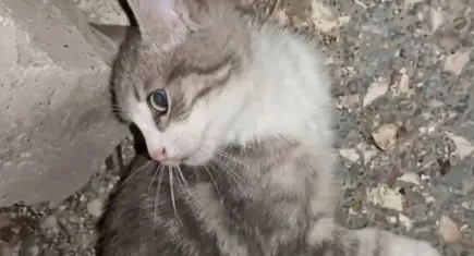 9 yavru kedi öldürüldü: Cezasızlık cesaret veriyor