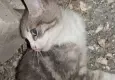 9 yavru kedi öldürüldü: Cezasızlık cesaret veriyor