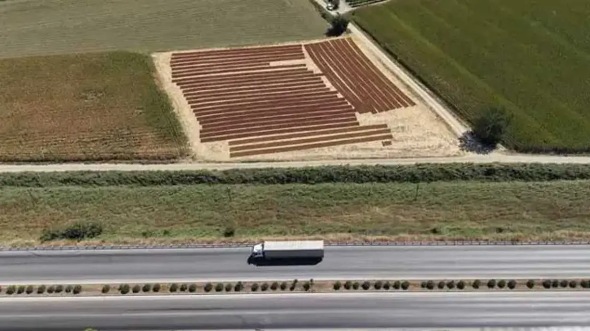 Manisa'da üzüm sergileri renk cümbüşü oluşturdu görseli