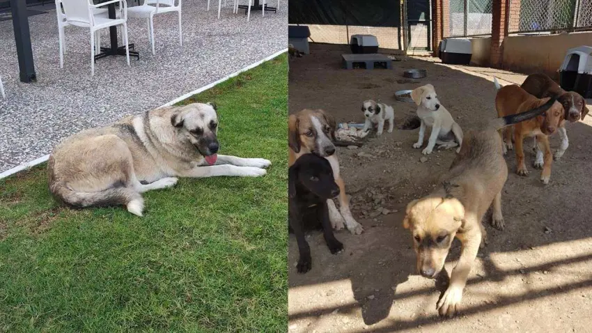 SEHAYDER’den Seferihisar barınağı için çağrı haberinin görseli