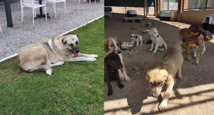 SEHAYDER’den Seferihisar barınağı için çağrı