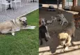 SEHAYDER’den Seferihisar barınağı için çağrı