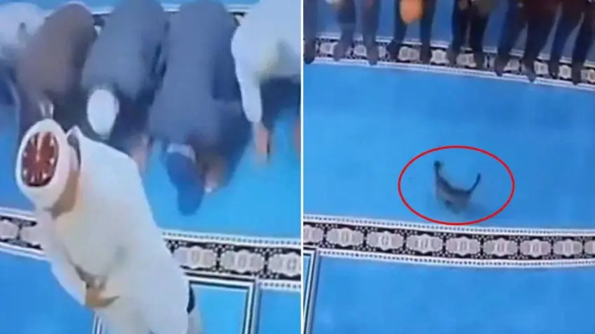 Camideki kediyi tekmeleyen şüpheli serbest bırakıldı haberinin görseli