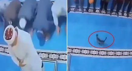 Camideki kediyi tekmeleyen şüpheli serbest bırakıldı