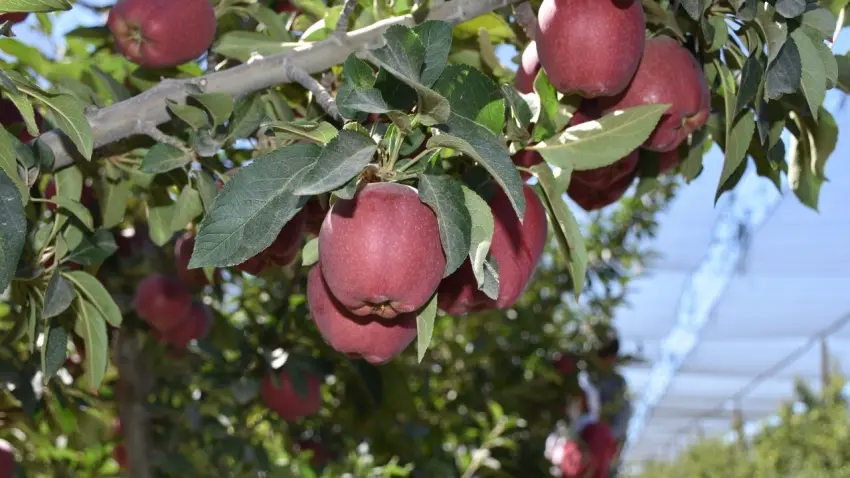Niğde elması 12 ülkenin sofrasını süslüyor haberinin görseli