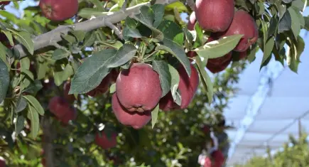 Niğde elması 12 ülkenin sofrasını süslüyor