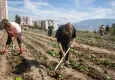 Buğday Derneği’nden kent bostanları çağrısı: Kentleri krizlere karşı dirençli hale getirelim