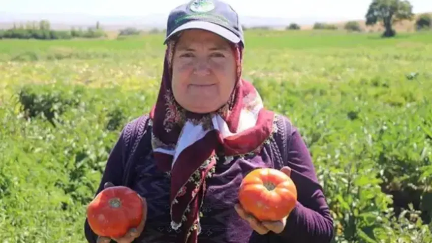 Karahıdır domatesinde hasat 1 ay gecikmeli başladı haberinin görseli