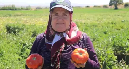 Karahıdır domatesinde hasat 1 ay gecikmeli başladı