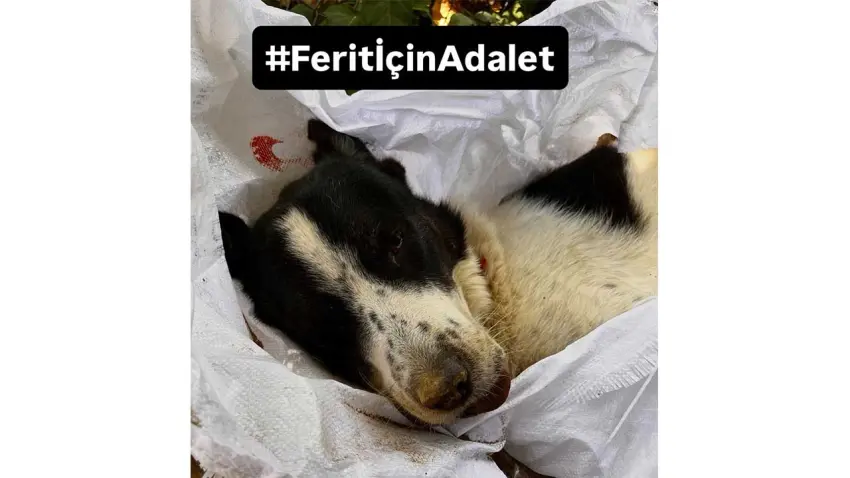 Ferit için adalet çağrısı: Sorumlular hesap versin haberinin görseli
