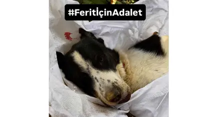 Ferit için adalet çağrısı: Sorumlular hesap versin