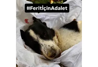 Ferit için adalet çağrısı: Sorumlular hesap versin