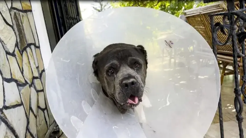 Adana'da ameliyat edilen köpeğin rahminden vücudunun yüzde 15'i ağırlığında kitle çıkarıldı! haberinin görseli