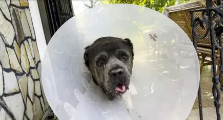 Adana'da ameliyat edilen köpeğin rahminden vücudunun yüzde 15'i ağırlığında kitle çıkarıldı!